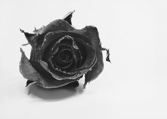 Rose Noir | Poster
