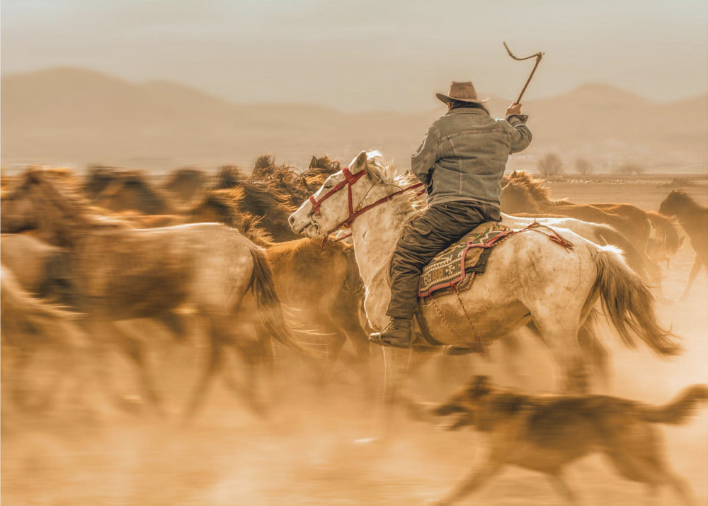 Wild horses (aka Yılkı Atları) | Canvas