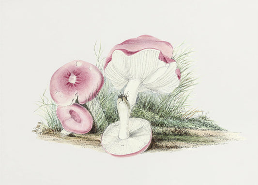 Vintage Russula Emetica Paddenstoel | Canvas
