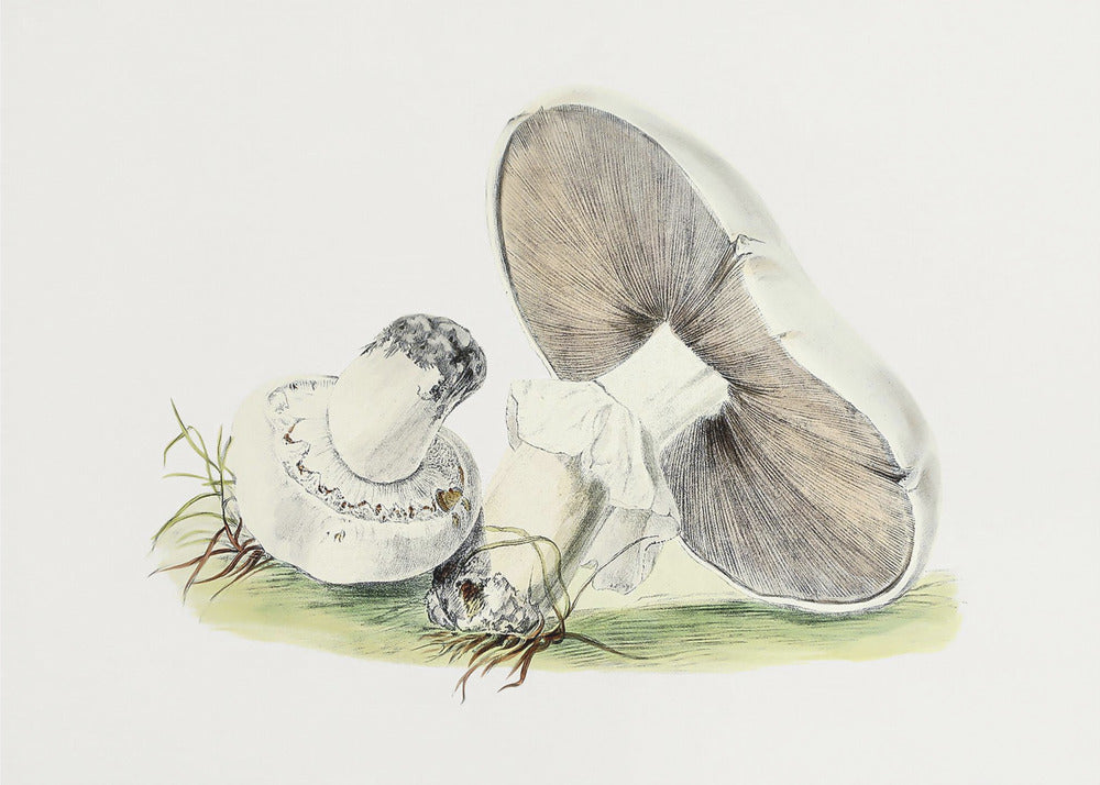 Handgetekende paardenpaddestoel | Canvas