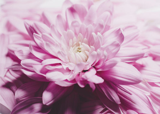 pink Chrysanthemum Blossom | Canvas
