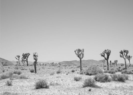 Desert Silence | Poster