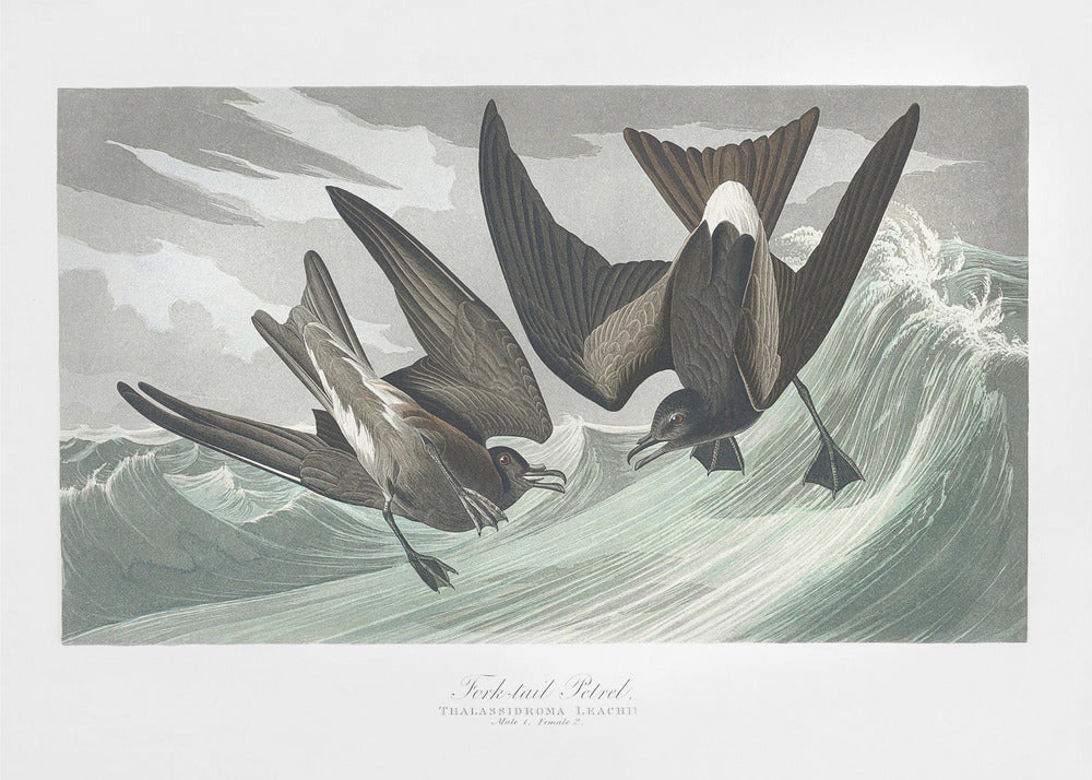 Vorkstaartstormvogel uit Birds of America (1827) | Canvas