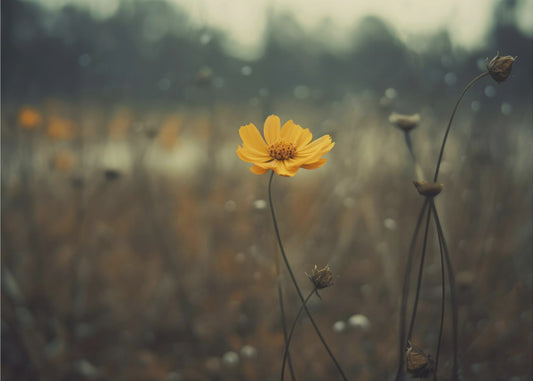 Solitary Bloomers | Poster