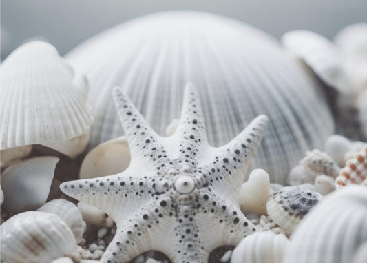 Seashell Symphony | Wallpaper