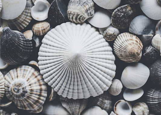 Shell Symphony | Wallpaper