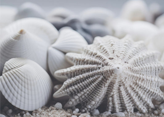 Seashell Serenity | Wallpaper