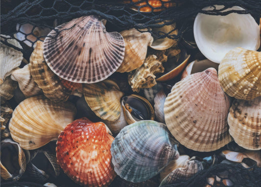 Shell Symphony | Achtergrond