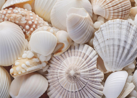 Seashell Symphony | Poster