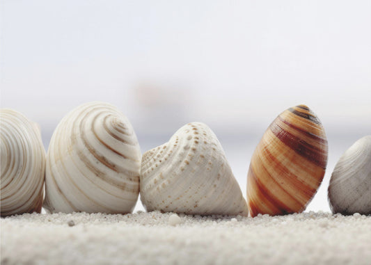 Schelpensymfonie | Canvas