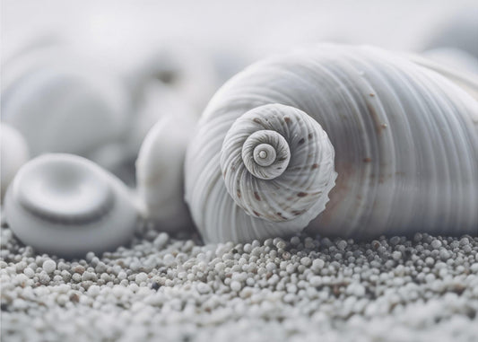 Seashell Serenity | Behang