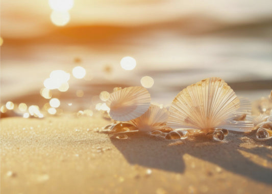 Sunlit Seashells | Poster
