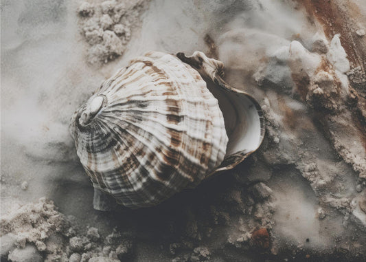 Seashell Serenity | Poster
