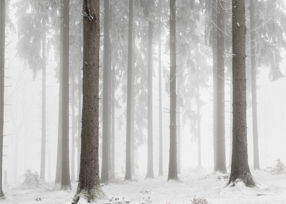 Winterbos | Poster