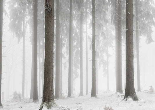 Winterbos | Poster
