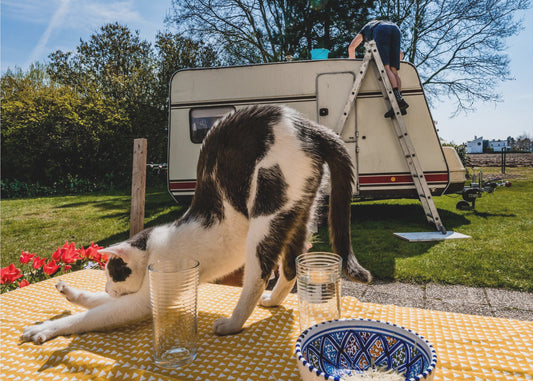 Soortgelijke poses... | Achtergrond