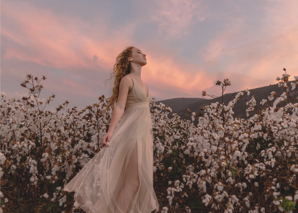 Sunset in the cotton field | Canvas