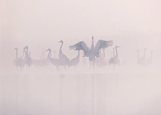 Kraanvogels in de ochtendmist | Achtergrond