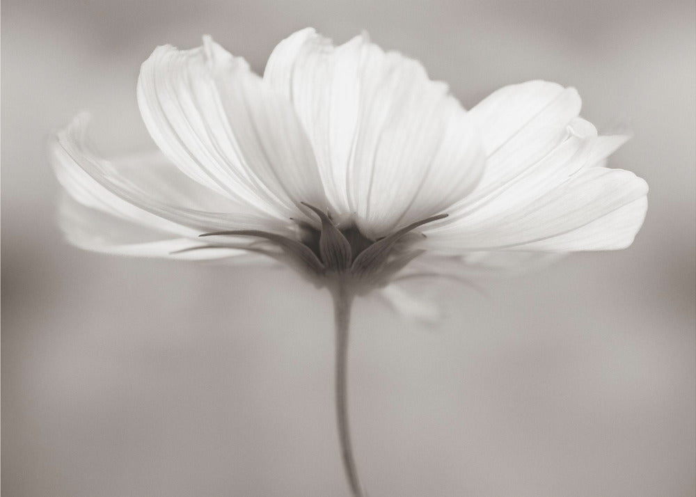 Cosmos | Behang