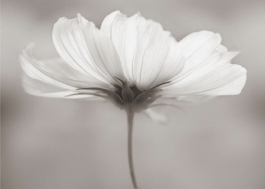 Cosmos | Behang