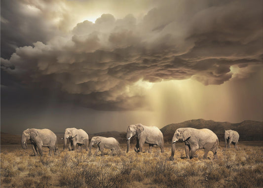 Gratis Olifanten | Canvas