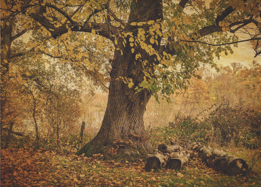Oude boom | Behang