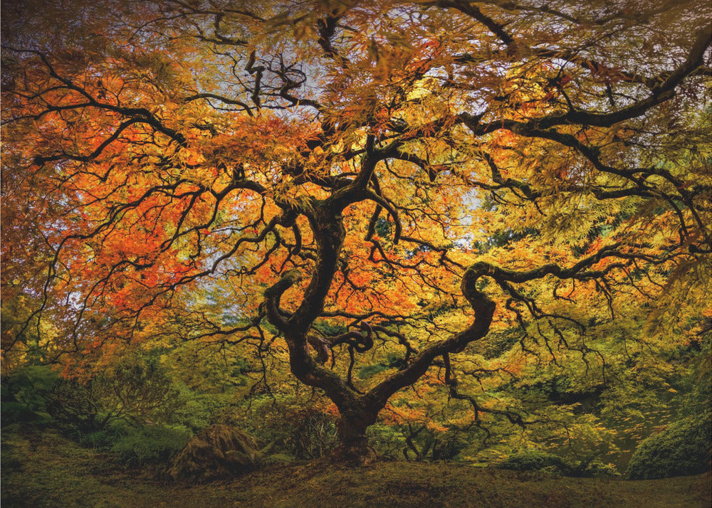 De esdoorn | Poster