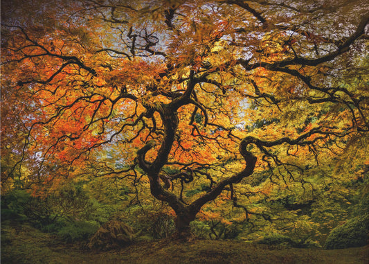 De esdoorn | Poster