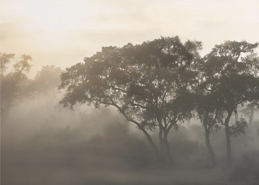 SAVANA ZONSOPGANG | Poster