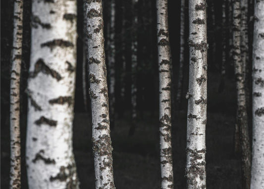 Berkenbomen 8 | Poster
