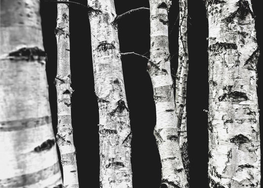 Berkenbomen | Poster