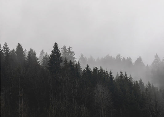 Mistige bossen 7 | Canvas