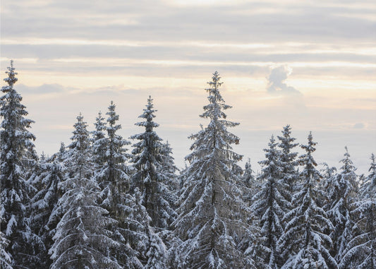 Besneeuwde bomen 8 | Poster