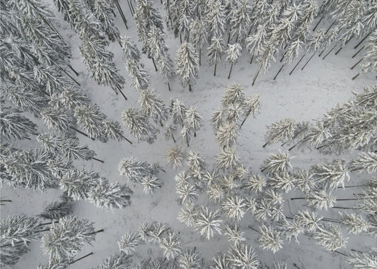 Besneeuwde bomen 3 | Poster