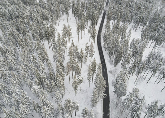 Besneeuwde bomen 5 | Poster