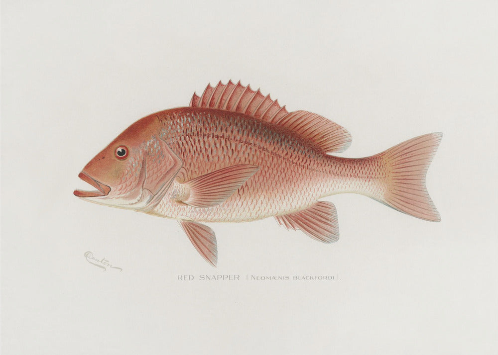 Rode Snapper | Canvas