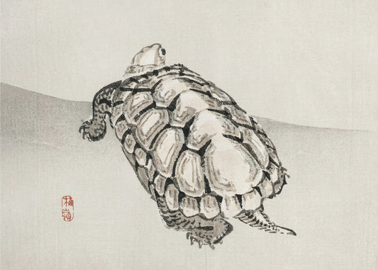 Schildpad | Canvas