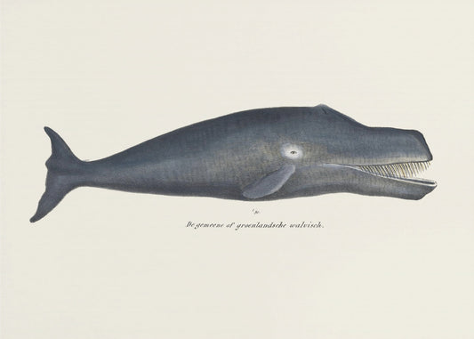 Walvis I Antieke handgekleurde zeelevenlithografie 1824 | Canvas