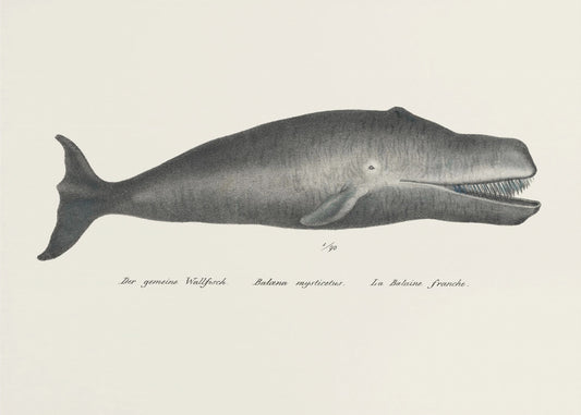 Walvis II antieke handgekleurde zeelevenlithografie 1824 | Canvas