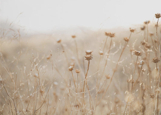 winterdistel nr. 2 | Behang