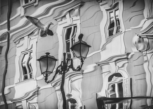 Meeuw reflectie | Behang