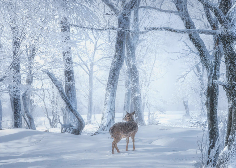 Het sikahert in het besneeuwde bos | Behang