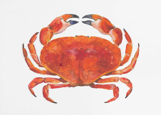 Realistische Rode Krab | Canvas