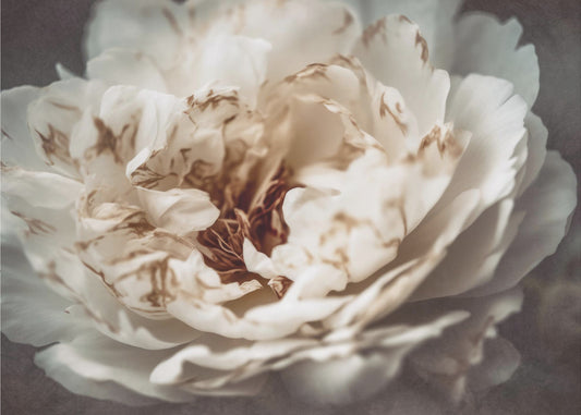 Petals of Serenity | Wallpaper
