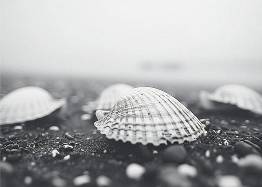 Seashell Serenity | Poster
