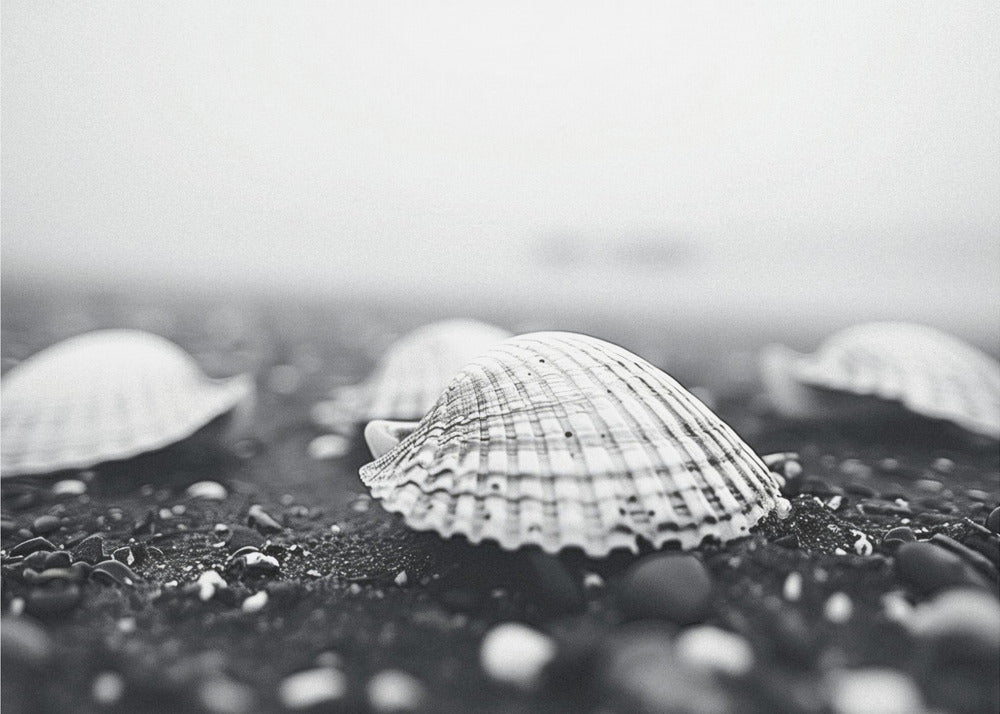 Seashell Serenity | Behang