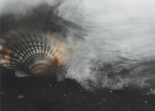 Whispering Shell | Wallpaper