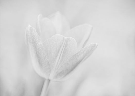 Soft | Canvas