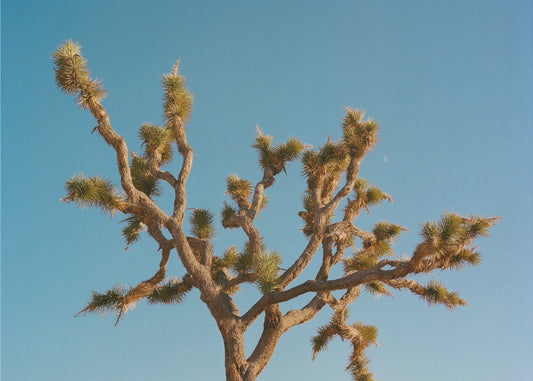 Joshua Tree Maan III | Canvas
