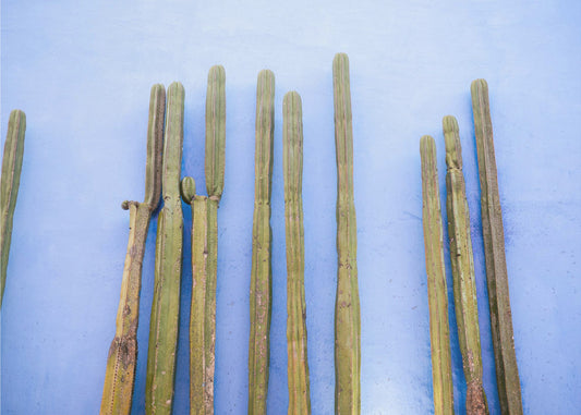 Hoge cactussen op blauw | Reizen in Oaxaca, Mexico | Canvas